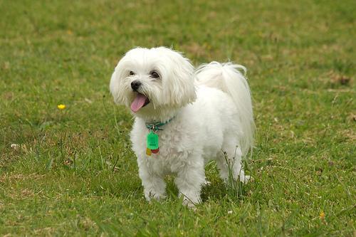 https://images.dog.ceo/breeds/maltese/n02085936_7442.jpg