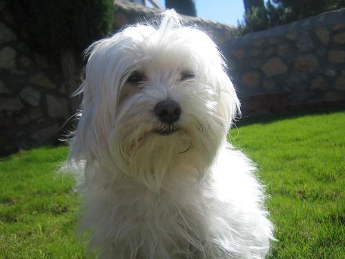 https://images.dog.ceo/breeds/maltese/n02085936_7465.jpg