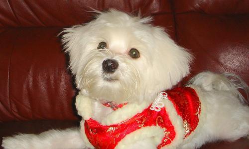 https://images.dog.ceo/breeds/maltese/n02085936_7941.jpg