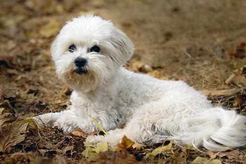 https://images.dog.ceo/breeds/maltese/n02085936_797.jpg