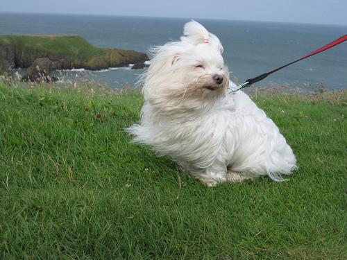 https://images.dog.ceo/breeds/maltese/n02085936_804.jpg