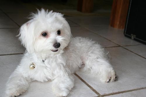 https://images.dog.ceo/breeds/maltese/n02085936_807.jpg