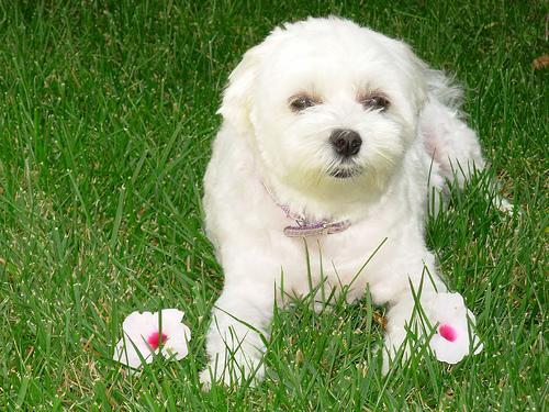 https://images.dog.ceo/breeds/maltese/n02085936_8089.jpg