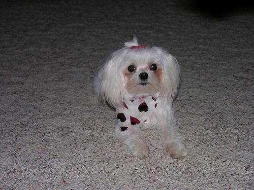 https://images.dog.ceo/breeds/maltese/n02085936_8350.jpg