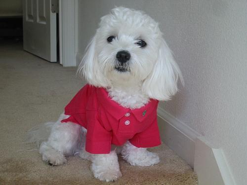 https://images.dog.ceo/breeds/maltese/n02085936_8365.jpg