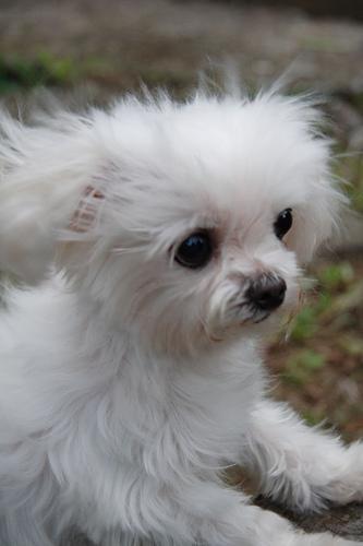 https://images.dog.ceo/breeds/maltese/n02085936_8417.jpg