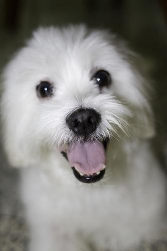 https://images.dog.ceo/breeds/maltese/n02085936_8449.jpg