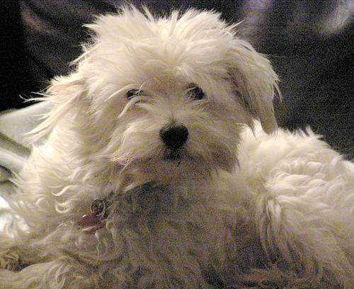 https://images.dog.ceo/breeds/maltese/n02085936_851.jpg