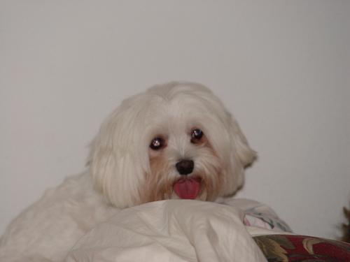 https://images.dog.ceo/breeds/maltese/n02085936_8616.jpg