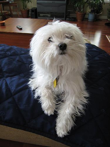 https://images.dog.ceo/breeds/maltese/n02085936_8735.jpg