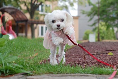 https://images.dog.ceo/breeds/maltese/n02085936_8867.jpg