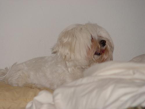 https://images.dog.ceo/breeds/maltese/n02085936_8981.jpg