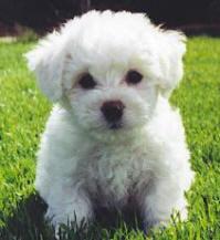 https://images.dog.ceo/breeds/maltese/n02085936_9270.jpg