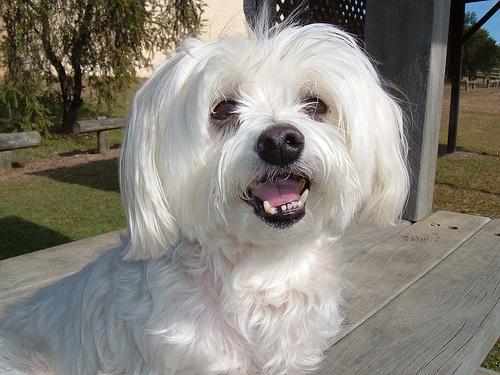 https://images.dog.ceo/breeds/maltese/n02085936_9310.jpg