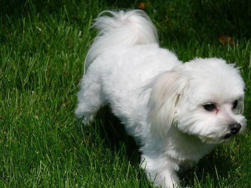 https://images.dog.ceo/breeds/maltese/n02085936_9590.jpg