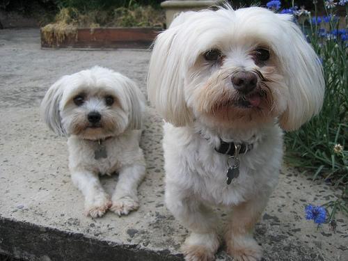 https://images.dog.ceo/breeds/maltese/n02085936_9632.jpg