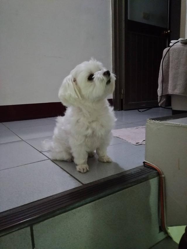 https://images.dog.ceo/breeds/maltese/n20201012_img_0437.jpg