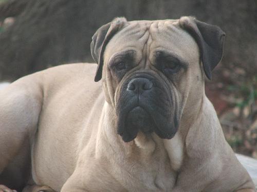 https://images.dog.ceo/breeds/mastiff-bull/n02108422_1013.jpg