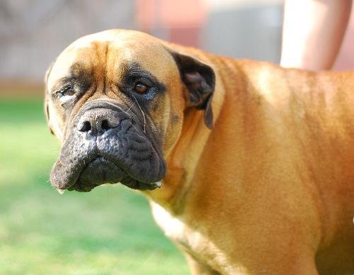 https://images.dog.ceo/breeds/mastiff-bull/n02108422_1016.jpg