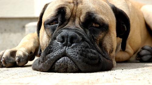 https://images.dog.ceo/breeds/mastiff-bull/n02108422_1017.jpg