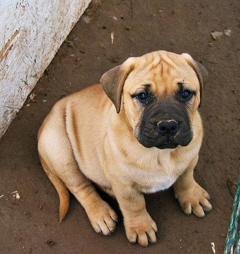 https://images.dog.ceo/breeds/mastiff-bull/n02108422_1079.jpg