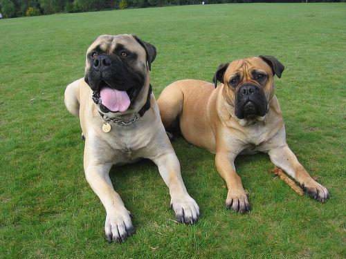 https://images.dog.ceo/breeds/mastiff-bull/n02108422_1096.jpg