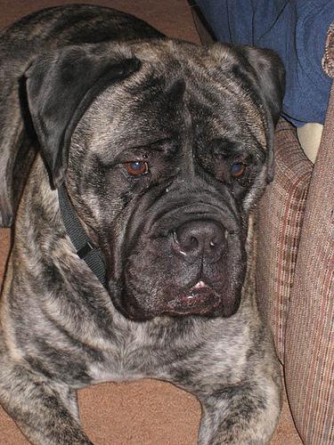 https://images.dog.ceo/breeds/mastiff-bull/n02108422_1305.jpg