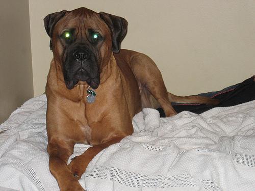 https://images.dog.ceo/breeds/mastiff-bull/n02108422_1442.jpg