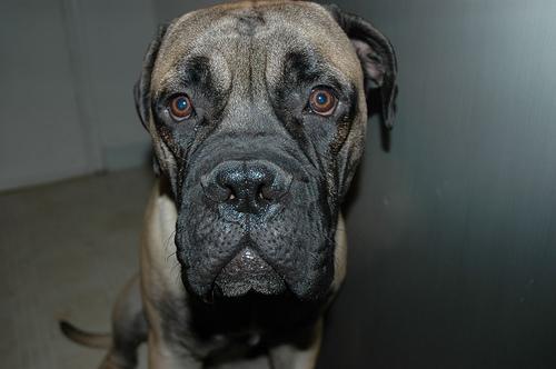 https://images.dog.ceo/breeds/mastiff-bull/n02108422_1445.jpg