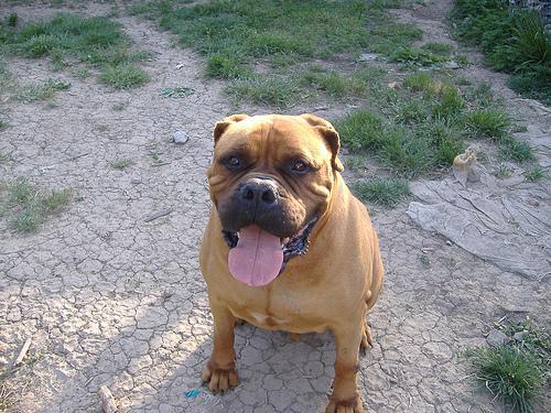 https://images.dog.ceo/breeds/mastiff-bull/n02108422_1546.jpg