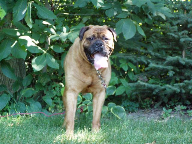 https://images.dog.ceo/breeds/mastiff-bull/n02108422_1549.jpg