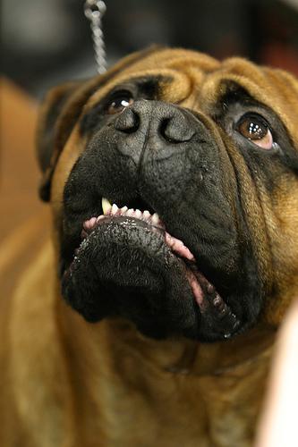 https://images.dog.ceo/breeds/mastiff-bull/n02108422_158.jpg