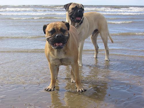 https://images.dog.ceo/breeds/mastiff-bull/n02108422_1701.jpg