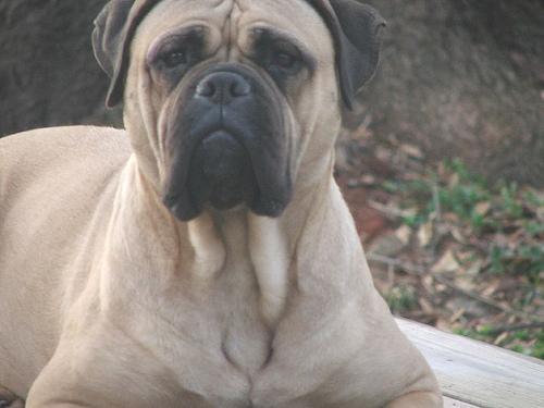 https://images.dog.ceo/breeds/mastiff-bull/n02108422_1836.jpg