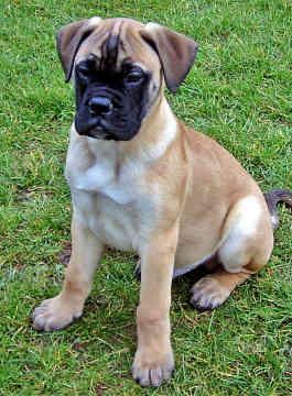 https://images.dog.ceo/breeds/mastiff-bull/n02108422_1869.jpg