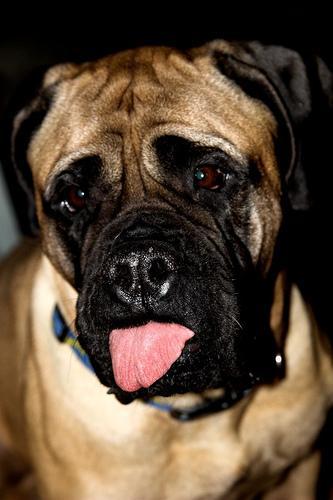 https://images.dog.ceo/breeds/mastiff-bull/n02108422_1889.jpg