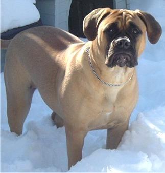 https://images.dog.ceo/breeds/mastiff-bull/n02108422_1923.jpg