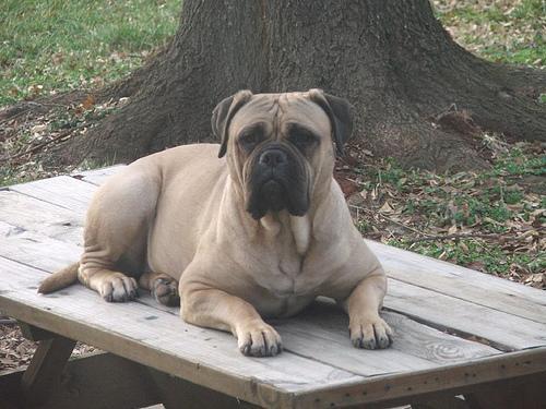 https://images.dog.ceo/breeds/mastiff-bull/n02108422_1939.jpg