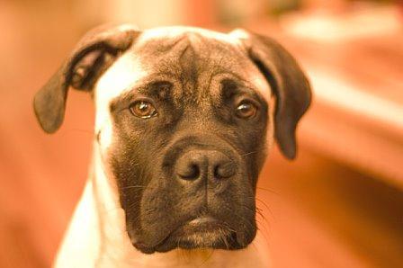 https://images.dog.ceo/breeds/mastiff-bull/n02108422_1958.jpg