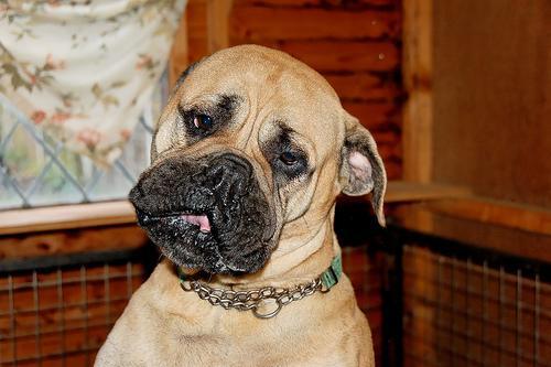 https://images.dog.ceo/breeds/mastiff-bull/n02108422_1968.jpg