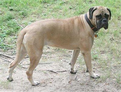 https://images.dog.ceo/breeds/mastiff-bull/n02108422_1975.jpg