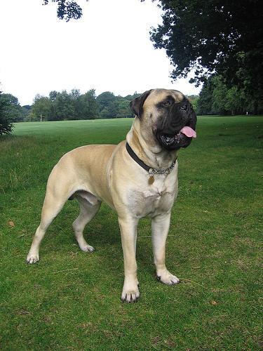 https://images.dog.ceo/breeds/mastiff-bull/n02108422_200.jpg