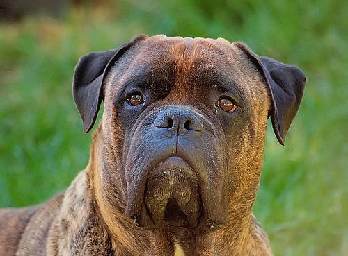 https://images.dog.ceo/breeds/mastiff-bull/n02108422_2052.jpg