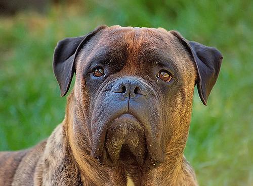 https://images.dog.ceo/breeds/mastiff-bull/n02108422_2052.jpg