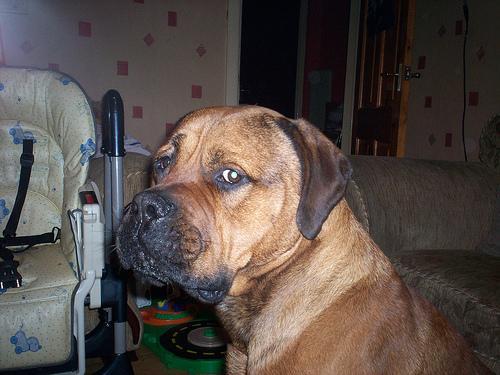 https://images.dog.ceo/breeds/mastiff-bull/n02108422_207.jpg