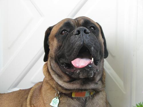 https://images.dog.ceo/breeds/mastiff-bull/n02108422_2094.jpg