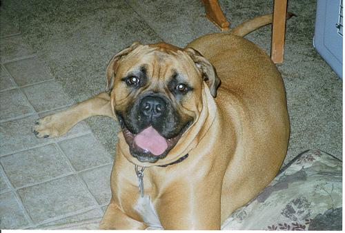 https://images.dog.ceo/breeds/mastiff-bull/n02108422_2209.jpg