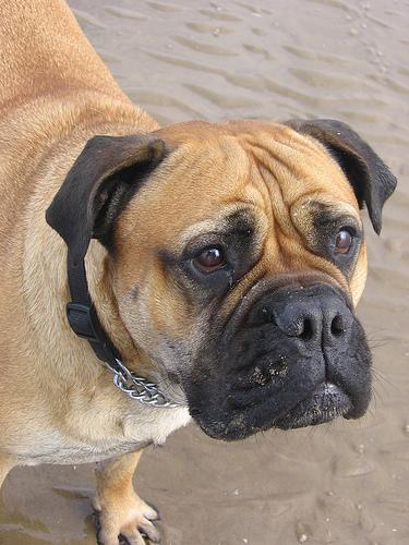 https://images.dog.ceo/breeds/mastiff-bull/n02108422_2297.jpg