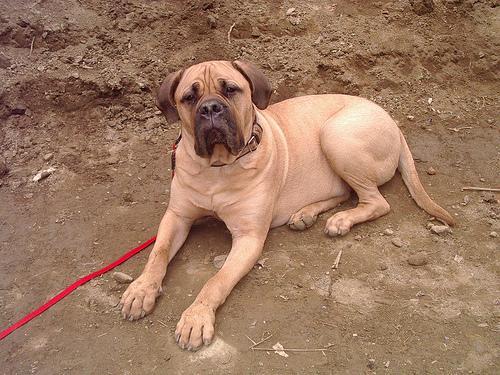 https://images.dog.ceo/breeds/mastiff-bull/n02108422_2338.jpg