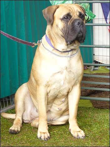 https://images.dog.ceo/breeds/mastiff-bull/n02108422_2443.jpg